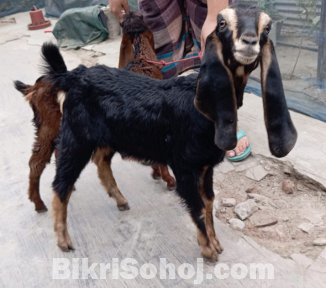 ছাগল বিক্রয় করা হবে